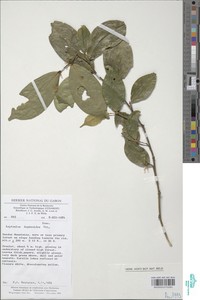 Leptaulus daphnoides image