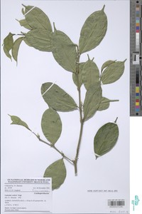 Leptaulus congolanus image