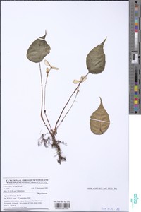 Begonia letouzeyi image