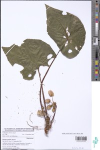 Begonia scutulum image