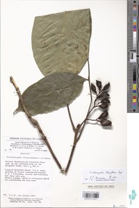 Trichoscypha laxiflora image
