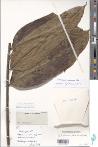 Trichoscypha rubicunda image