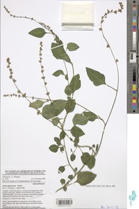 Celosia leptostachya image