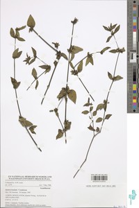 Justicia striata subsp. insularis image