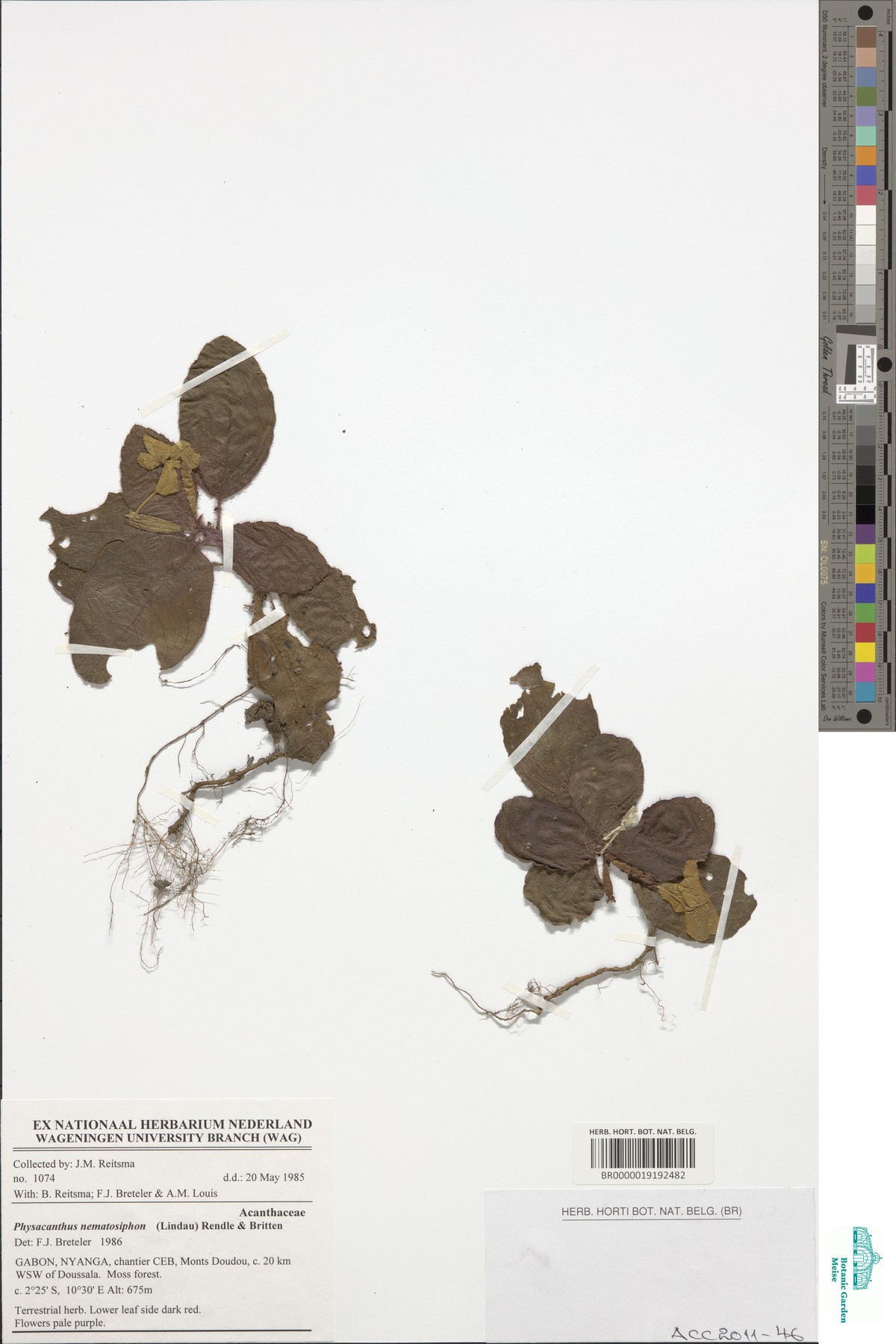 Physacanthus nematosiphon image