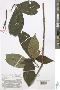 Image of Pseuderanthemum tunicatum