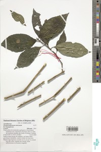 Pseuderanthemum tunicatum image