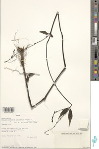 Pseuderanthemum tunicatum image