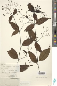 Rhinacanthus virens image