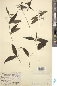 Rhinacanthus virens image