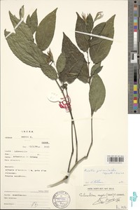 Ruellia primuloides image