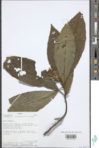Acanthus latisepalus image