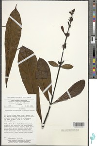 Asystasia macrophylla image