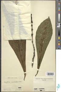Asystasia macrophylla image
