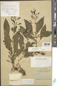 Brillantaisia lancifolia image