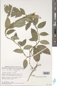Culcasia parviflora image