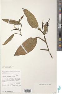 Culcasia scandens image