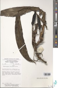 Rhaphidophora africana image