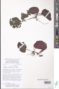 Image of Begonia heterochroma