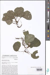 Begonia heterochroma image