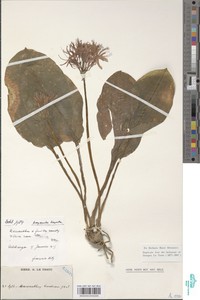 Scadoxus cinnabarinus image