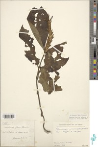 Stenandriopsis guineensis image