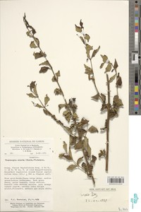 Thunbergia erecta image