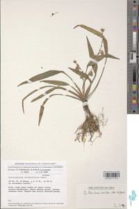 Chlorophytum alismifolium image