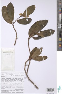 Begonia loranthoides image