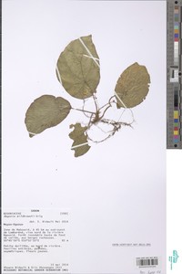 Begonia mildbraedii image
