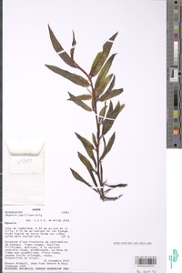 Begonia capillipes image