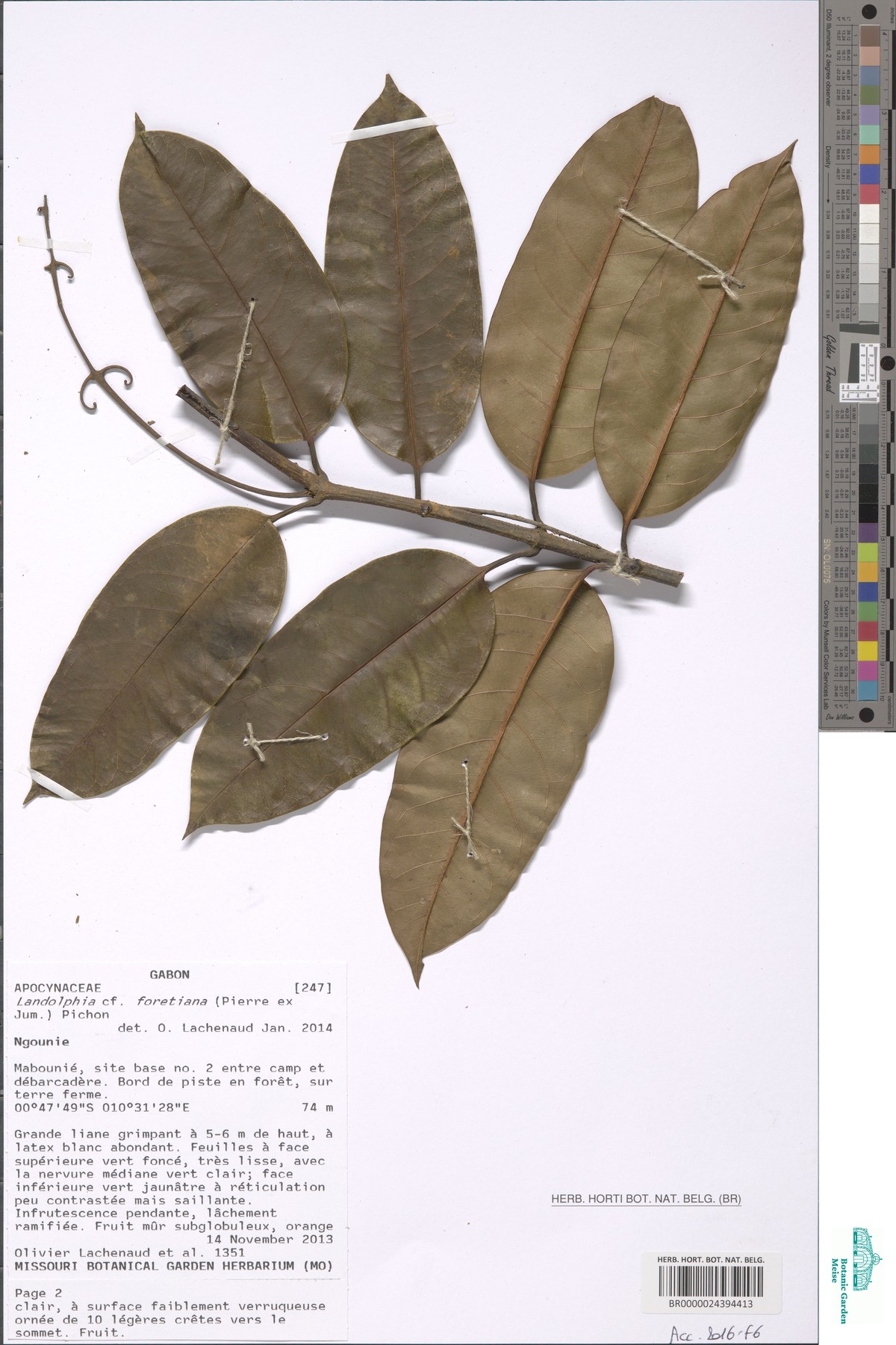 Ancylobotrys robusta image