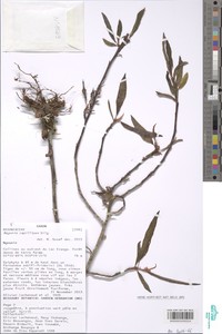 Begonia capillipes image