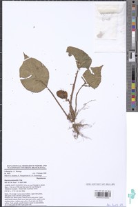 Begonia potamophila image