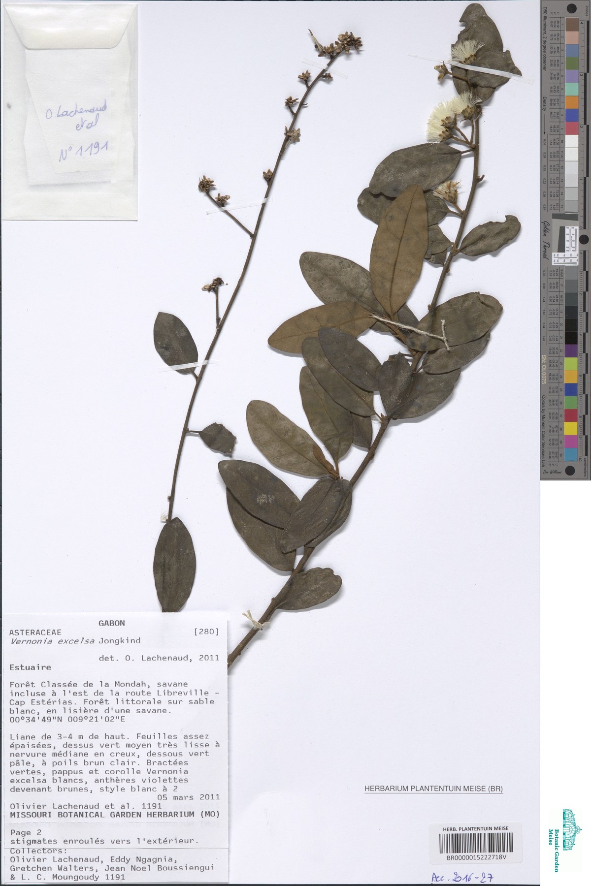 Vernonia excelsa image