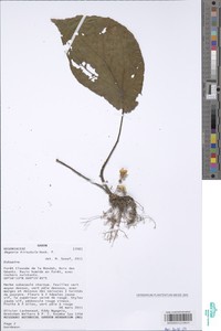 Begonia hirsutula image