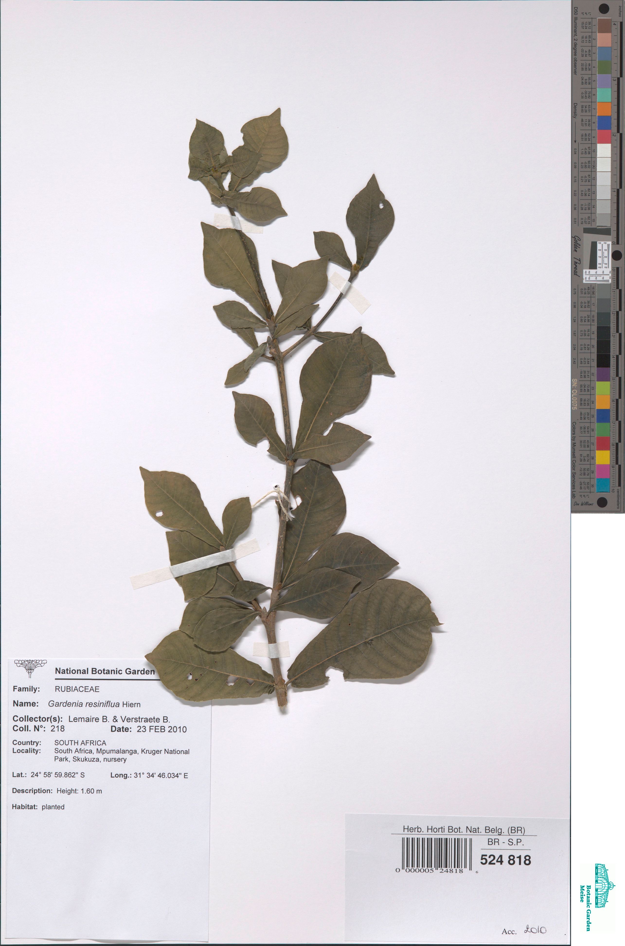Gardenia resiniflua Hiern (BR0000005248186)