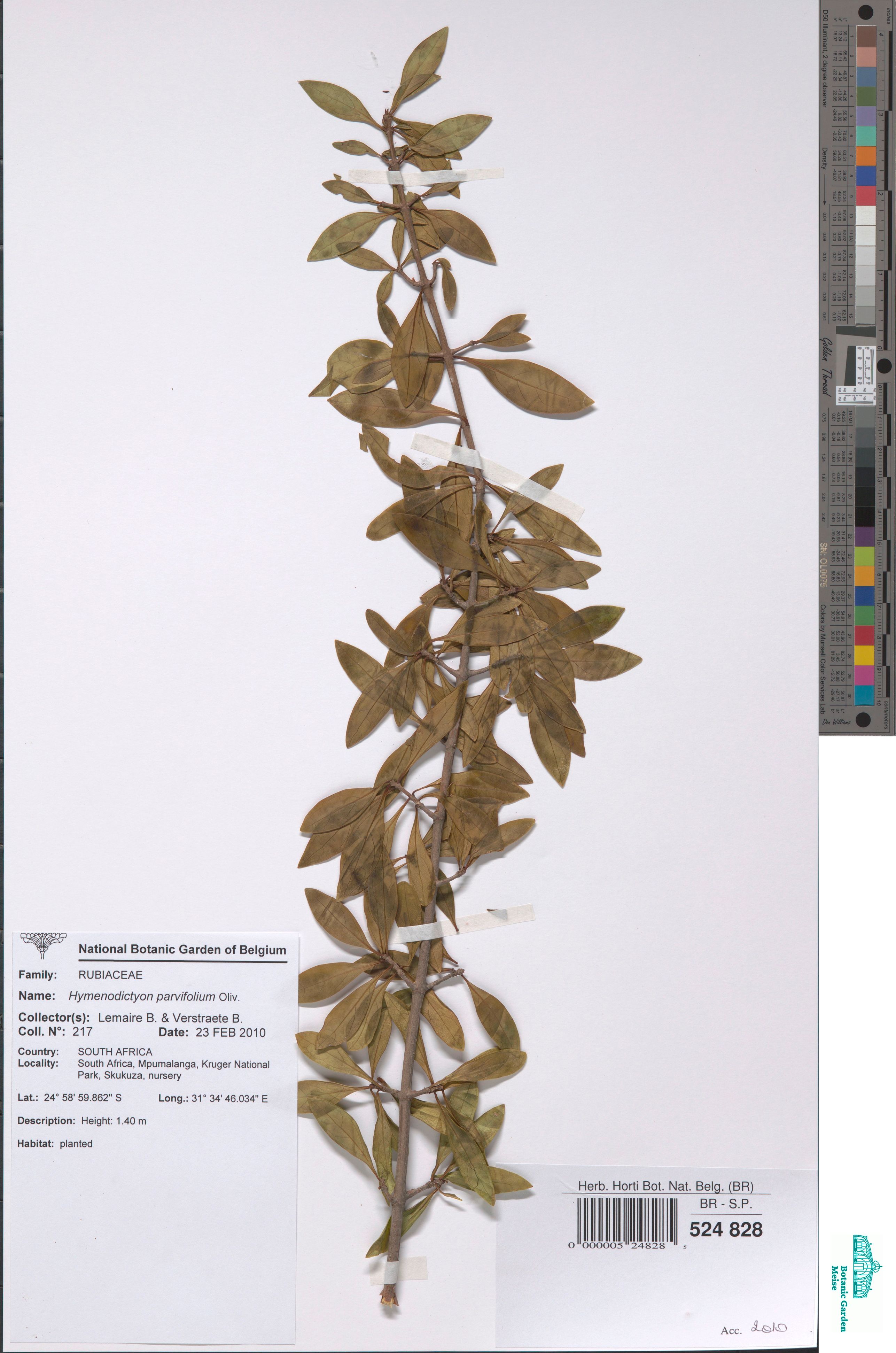 Hymenodictyon austro-africanum J. E. & S. M. Burrows (BR0000005248285)