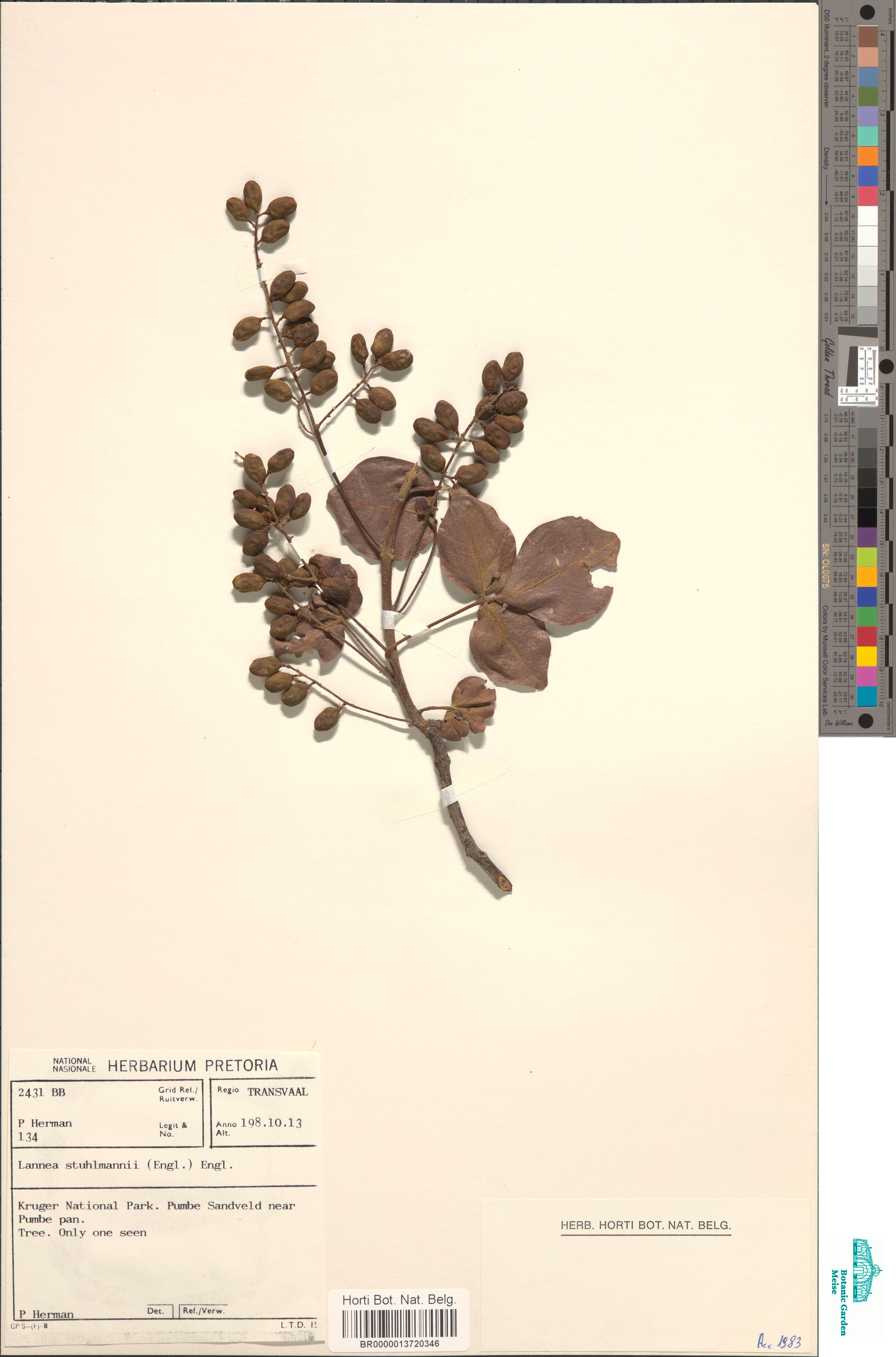 Lannea schweinfurthii var. stuhlmannii (Engl.) Kokwaro (BR0000013720346)