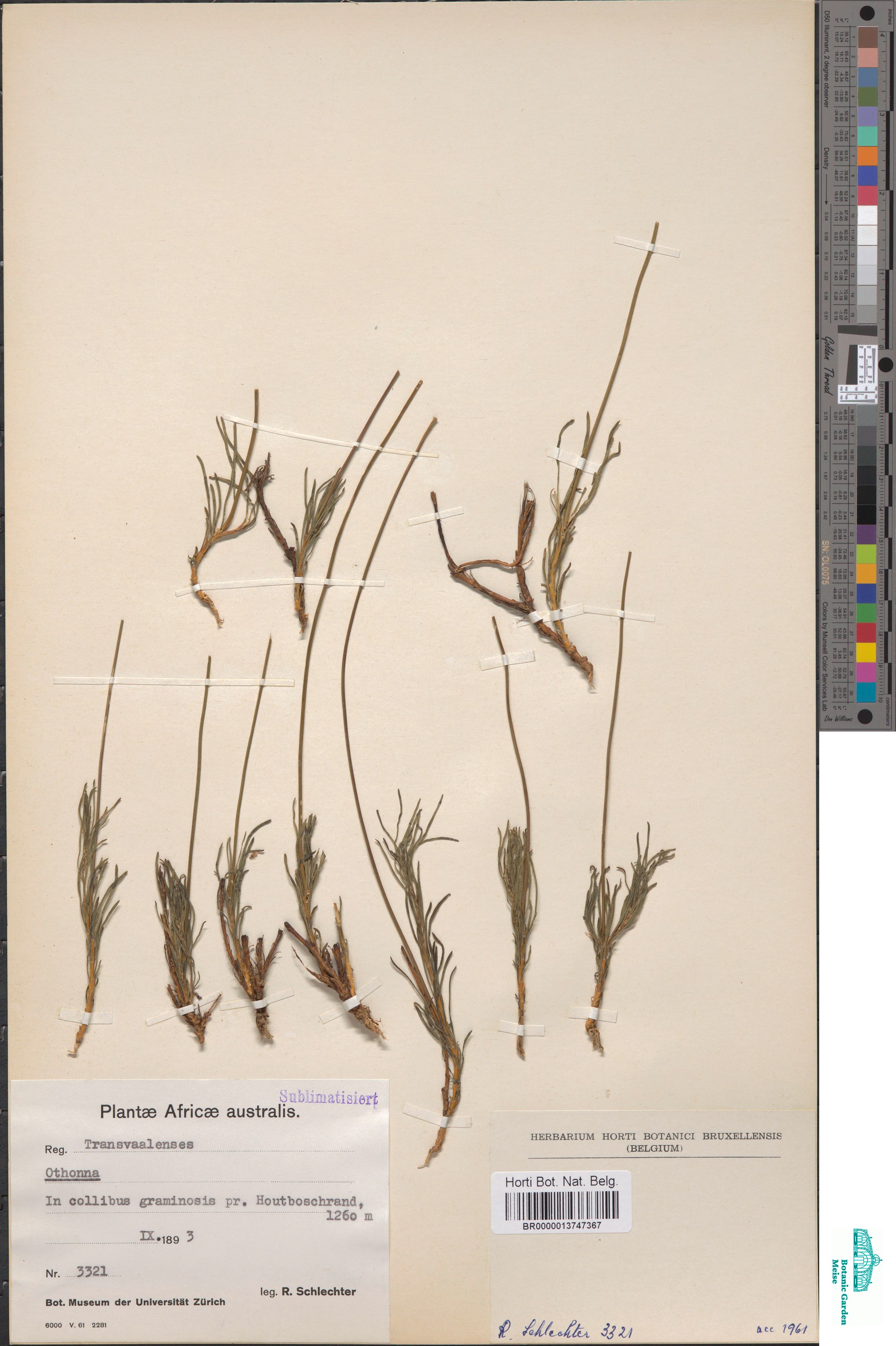 Othonna sp. (BR0000013747367)