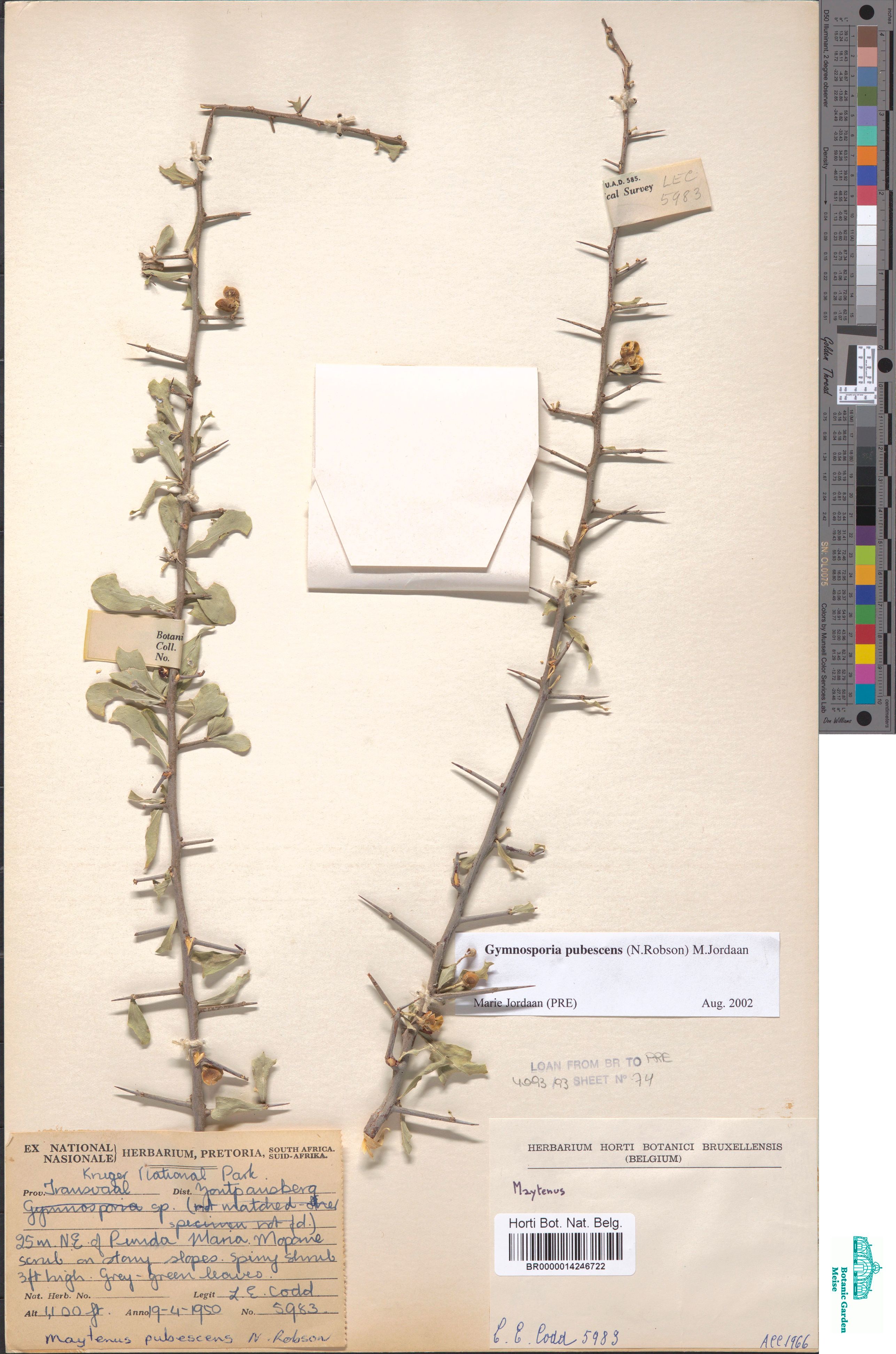 Gymnosporia polyacantha Szyszył. (BR0000014246722)