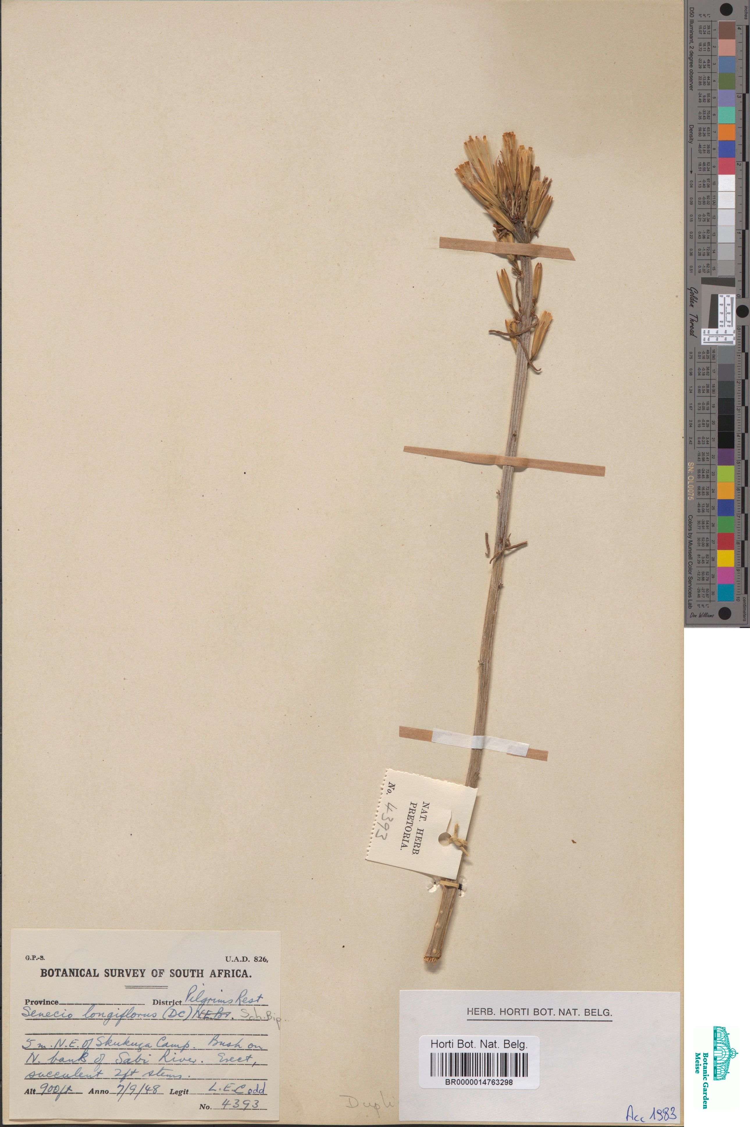 Kleinia longiflora DC. (BR0000014763298)