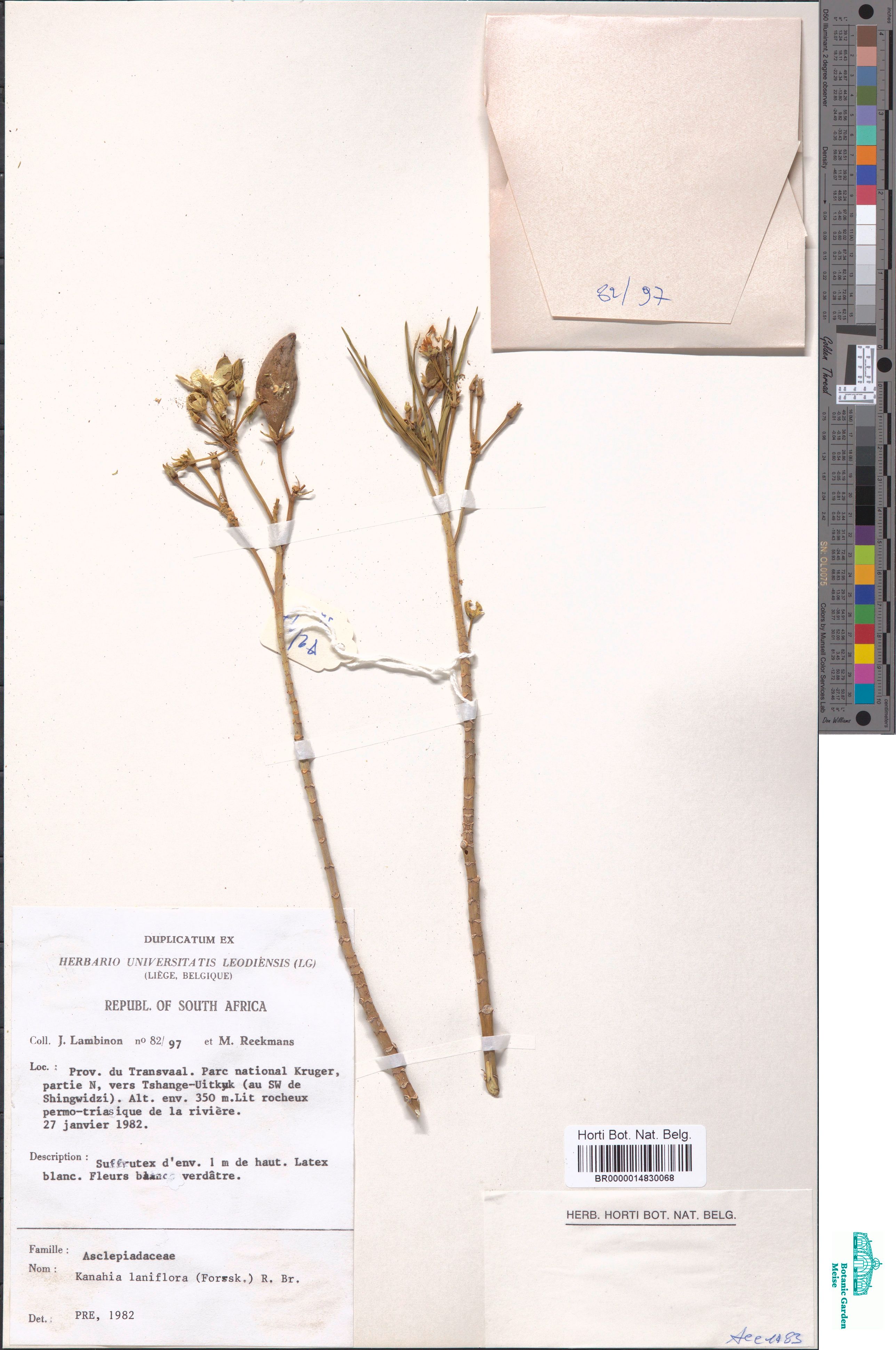 Kanahia laniflora (Forssk.) R.Br. (BR0000014830068)