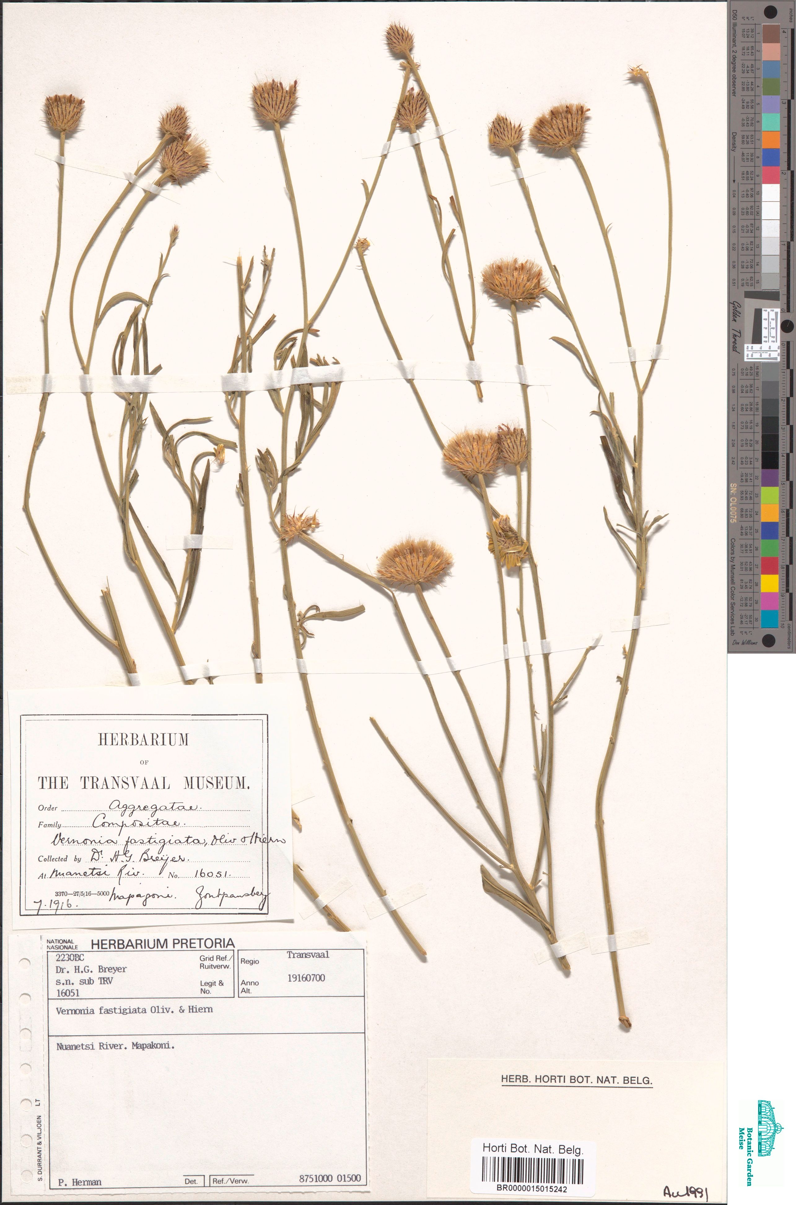 Vernonia fastigiata Oliv. & Hiern (BR0000015015242)