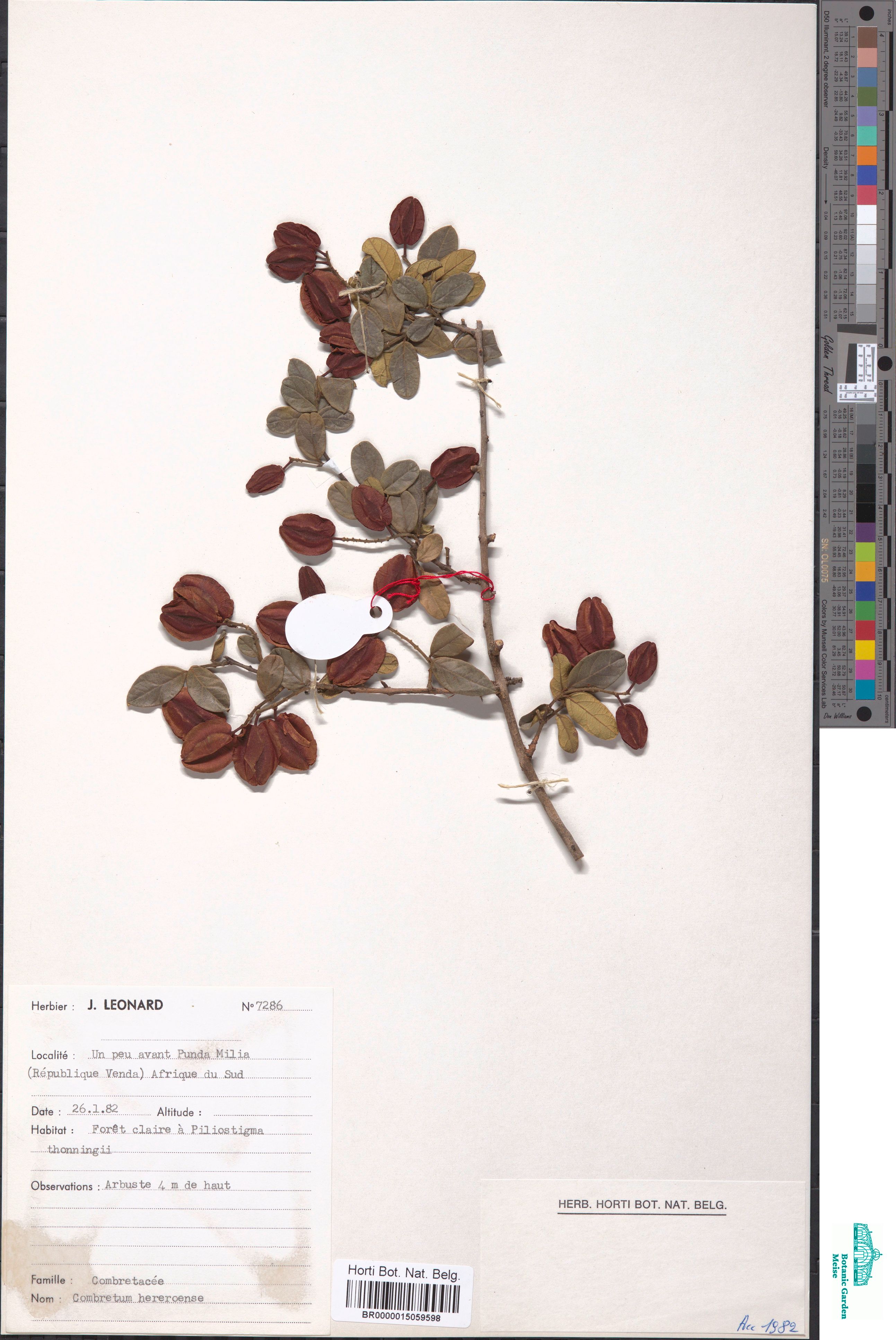 Combretum hereroense Schinz (BR0000015059598)
