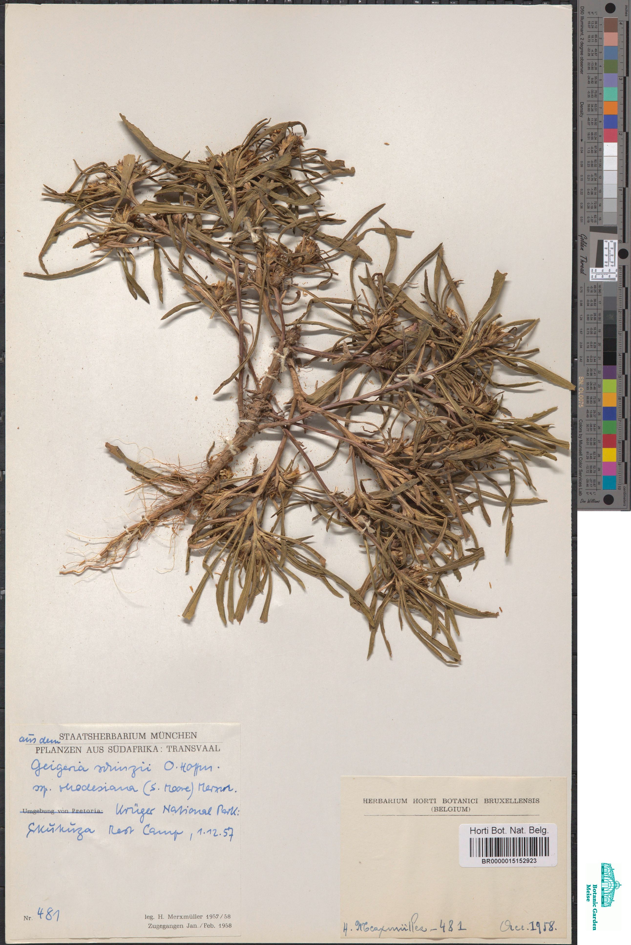 Geigeria schinzii subsp. rhodesiana (S.Moore) Merxm. (BR0000015152923)