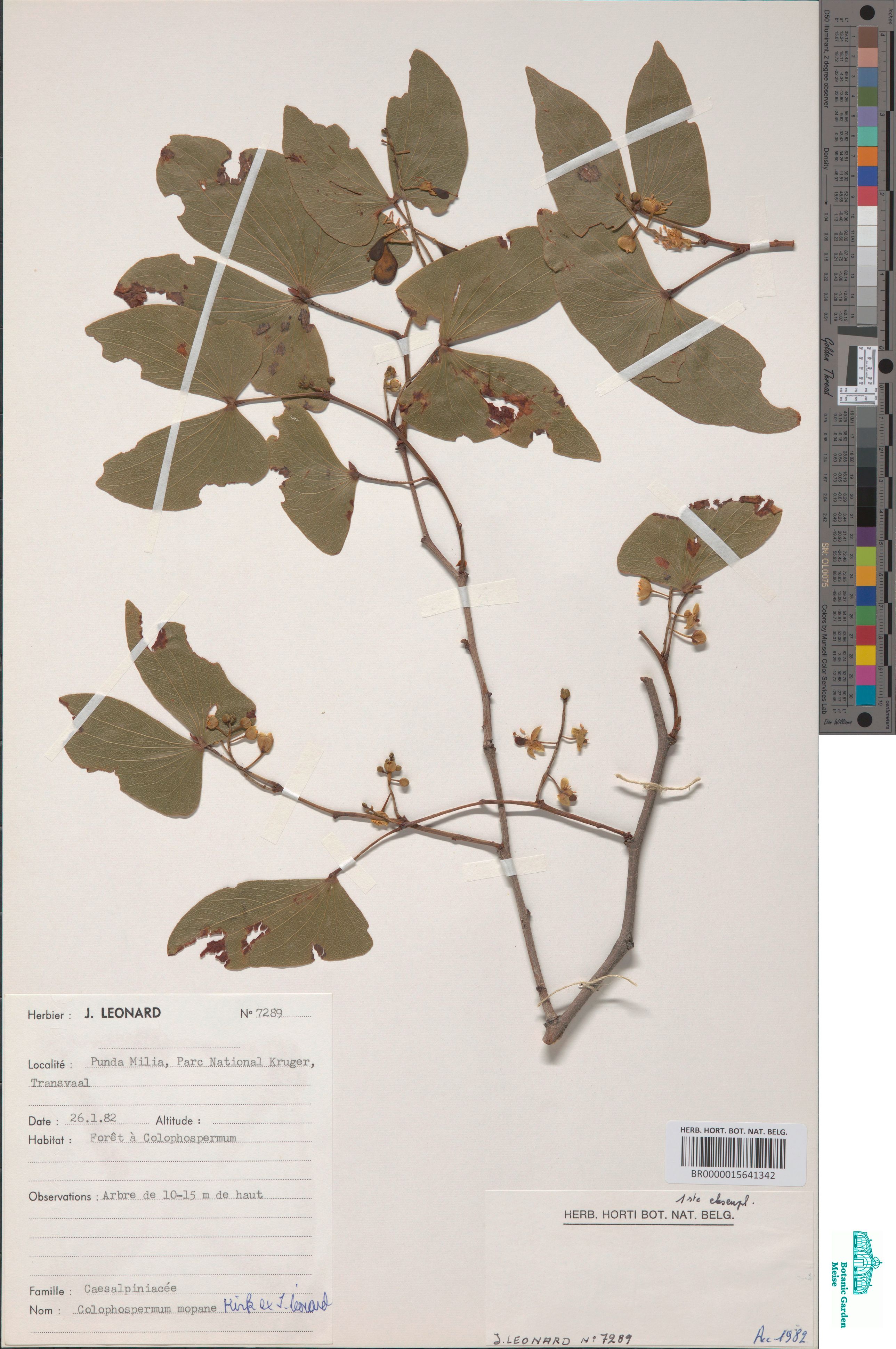 Colophospermum mopane (J.Kirk ex Benth.) J.Léonard (BR0000015641342)