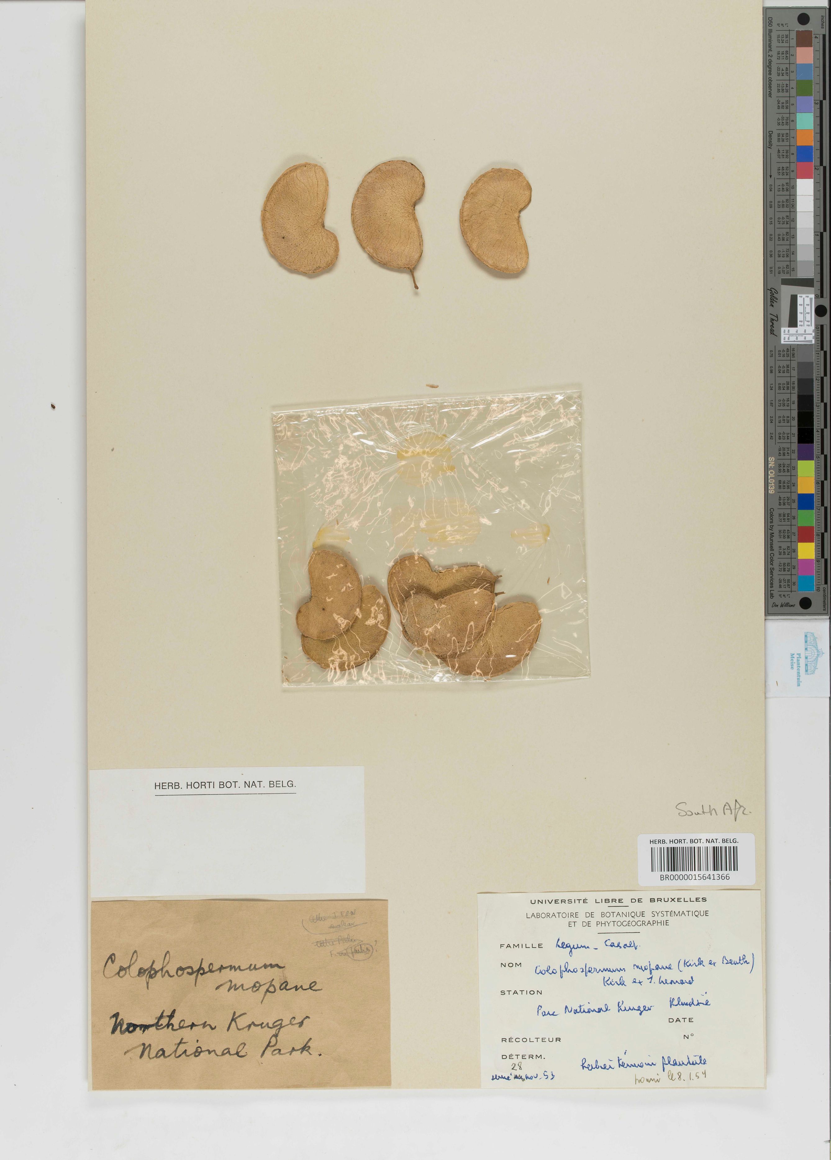Colophospermum mopane (J.Kirk ex Benth.) J.Léonard (BR0000015641366)