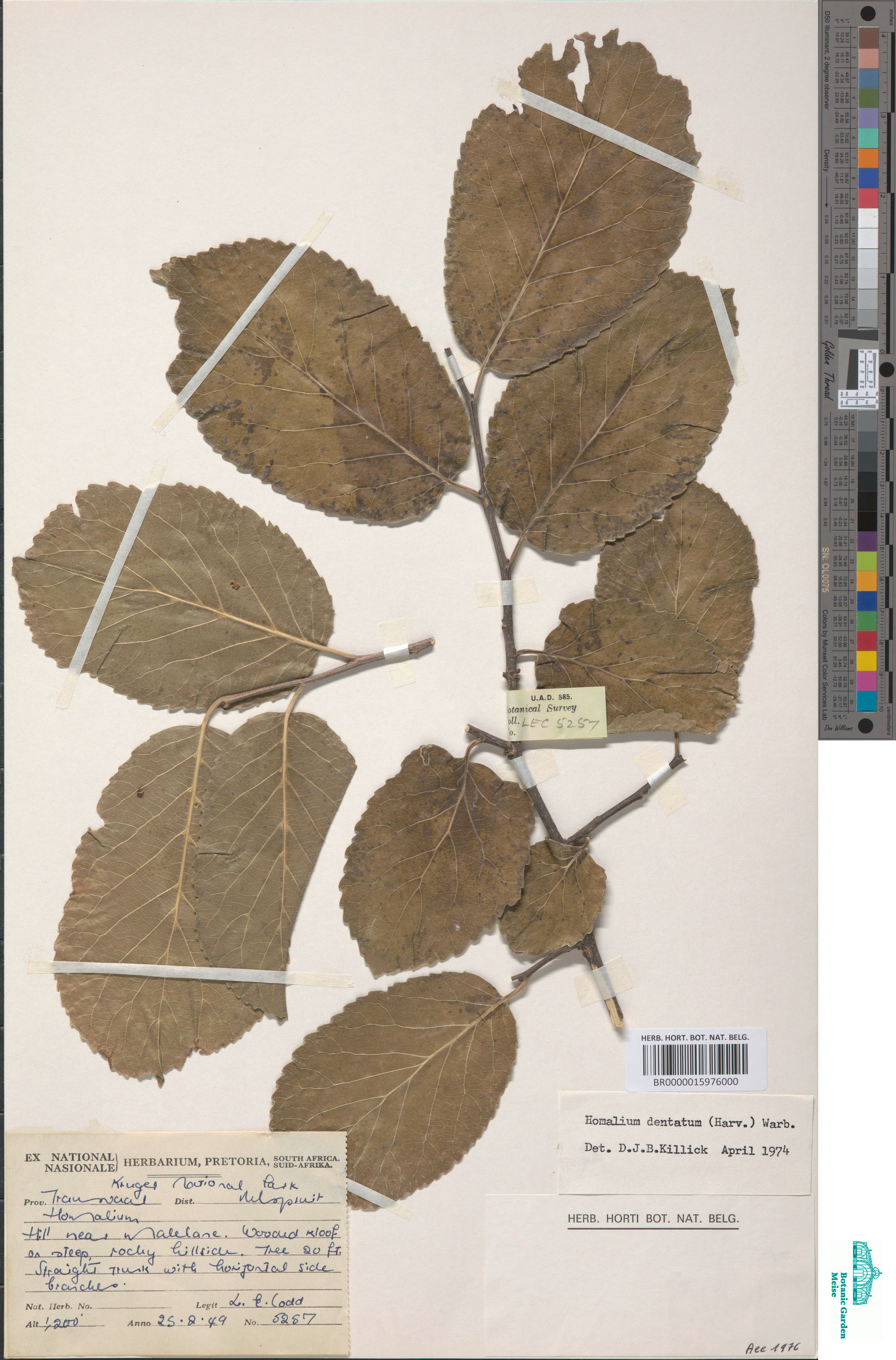 Homalium dentatum (Harv.) Warb. (BR0000015976000)