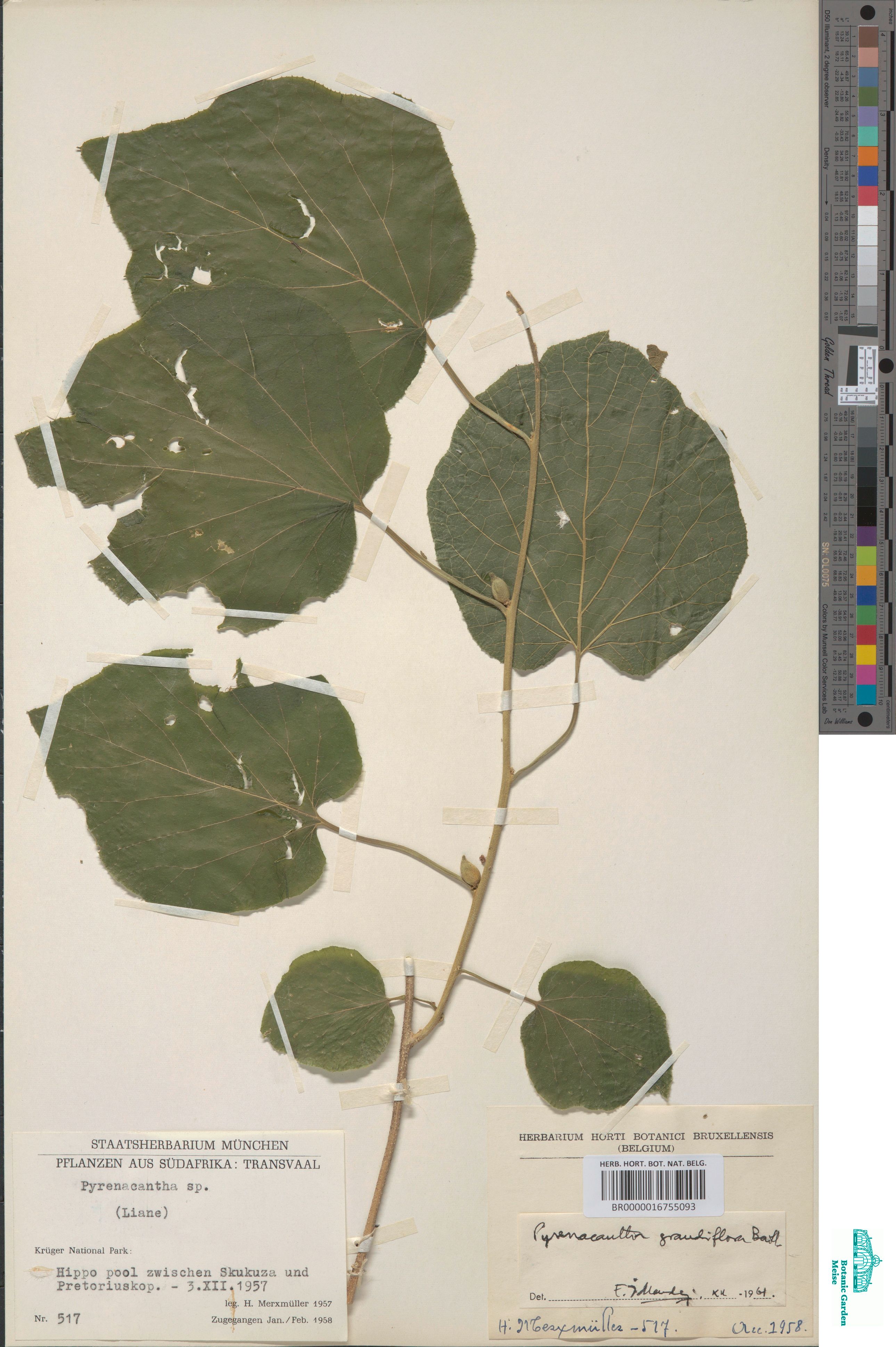 Pyrenacantha grandiflora Baill. (BR0000016755093)